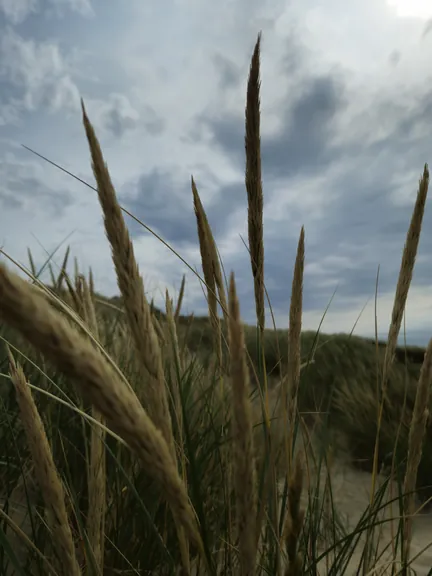 Bredene (België)